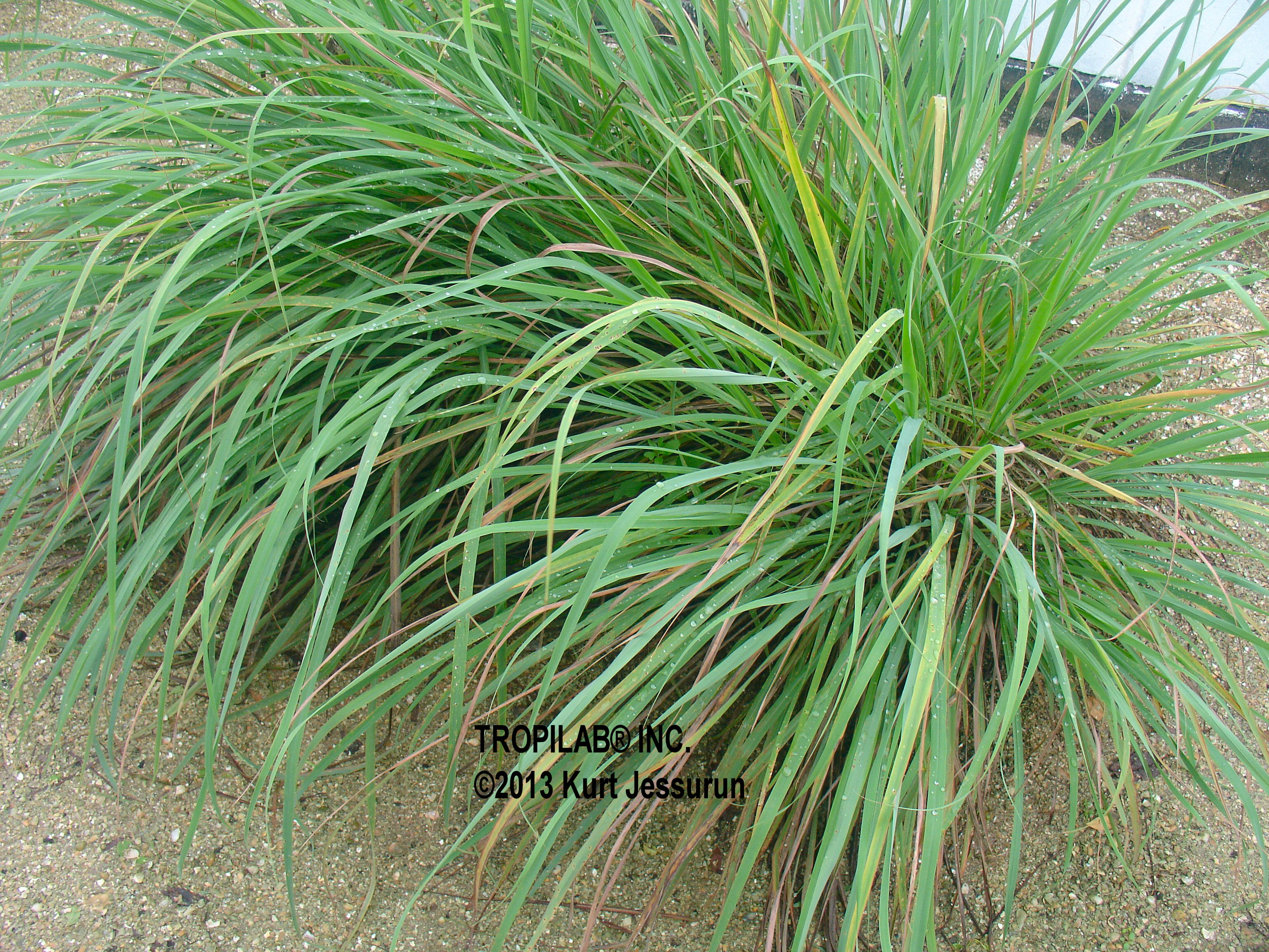 Cymbopogon citratus - Lemon grass